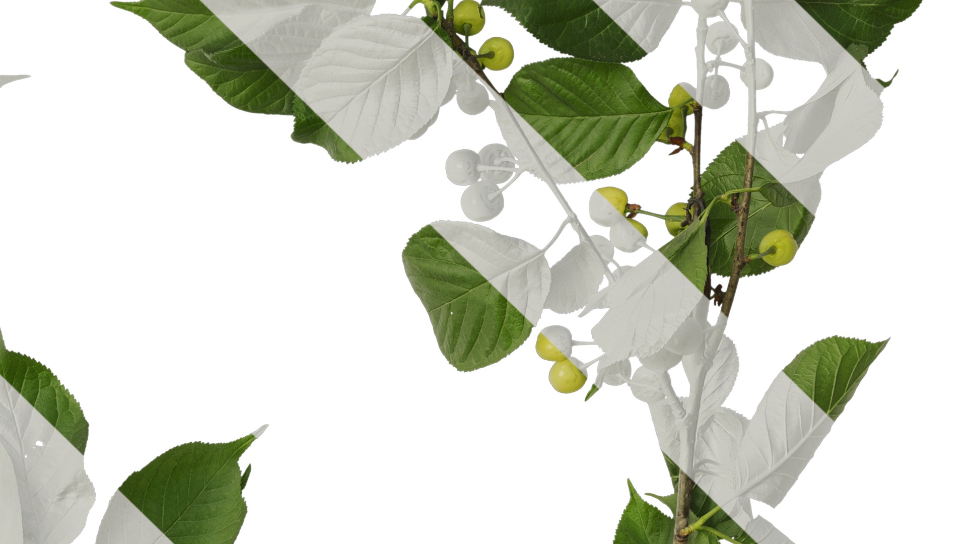 Anydrafts Prunus pseudocerasus Atlas 04 Texture_4