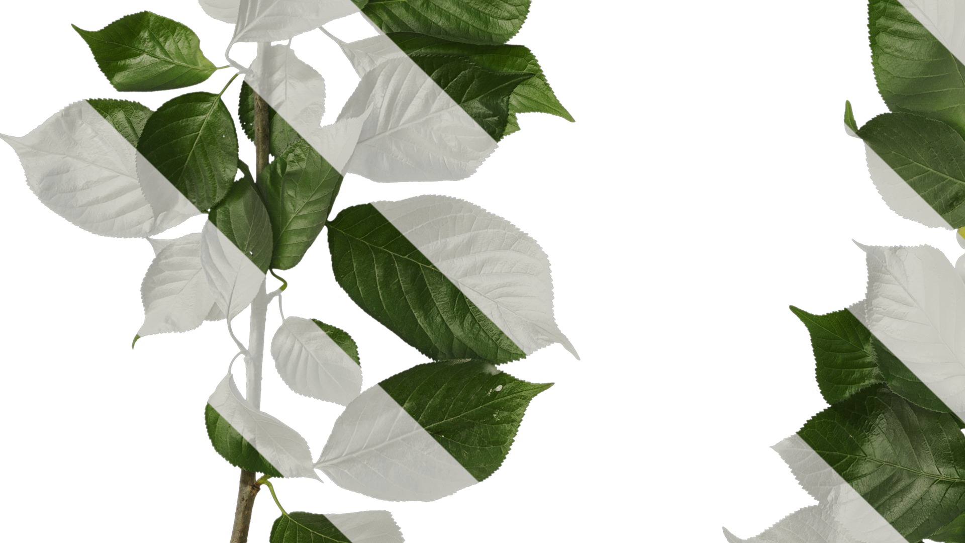 Anydrafts Prunus pseudocerasus Atlas 04 Texture_5