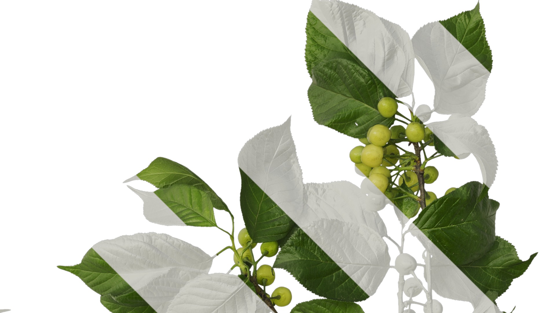 Anydrafts Prunus pseudocerasus Atlas 04 Texture_2