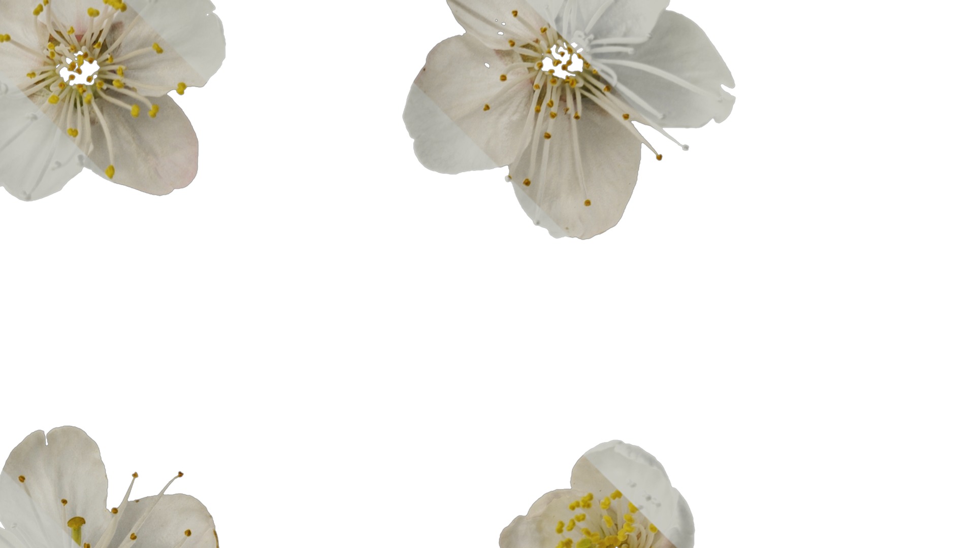 Anydrafts Prunus pseudocerasus Flower 03 Texture_2