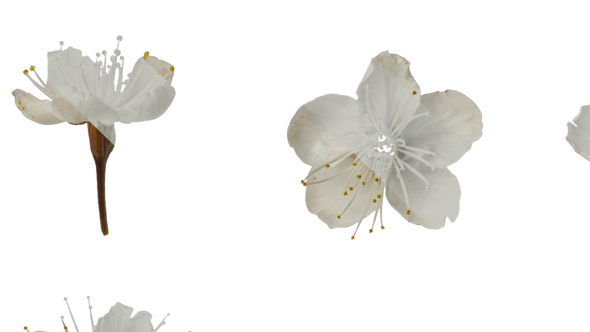 Anydrafts Prunus pseudocerasus Flower 03 Texture_3