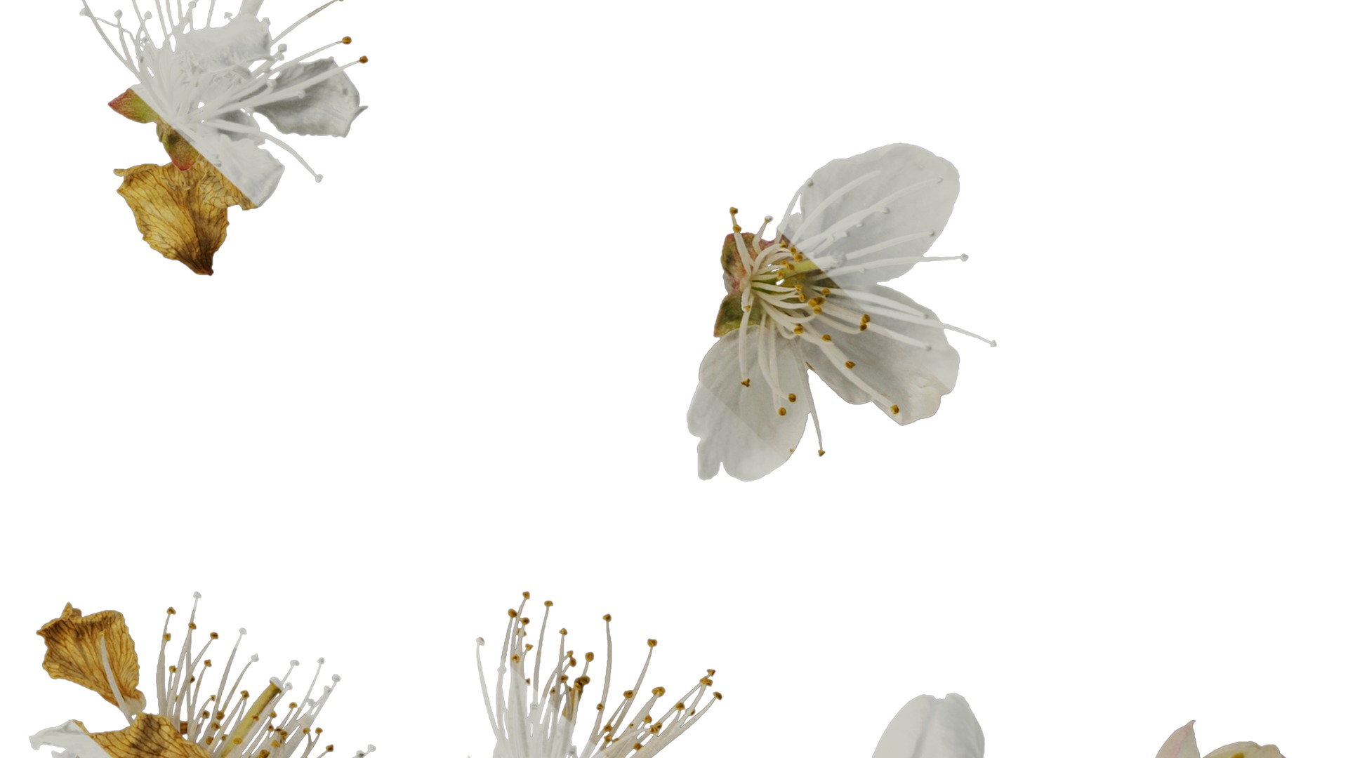 Anydrafts Prunus pseudocerasus Flower 03 Texture_6