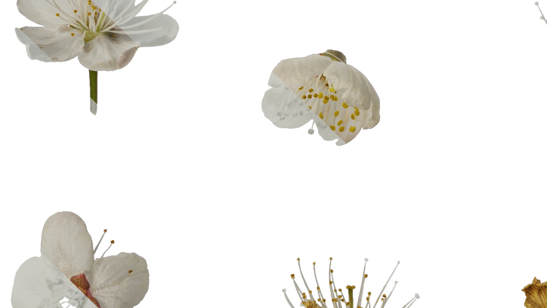 Anydrafts Prunus pseudocerasus Flower 03 Texture_5