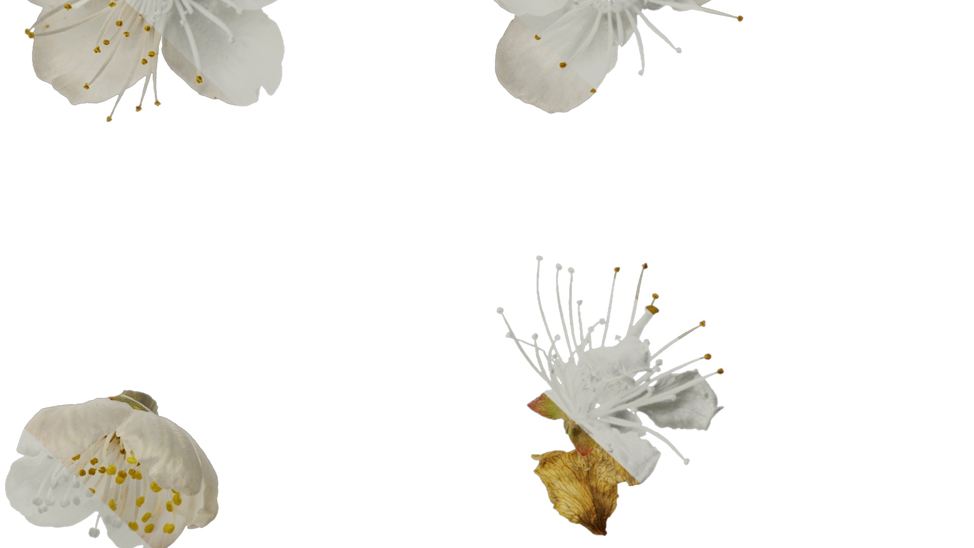 Anydrafts Prunus pseudocerasus Flower 03 Texture_7