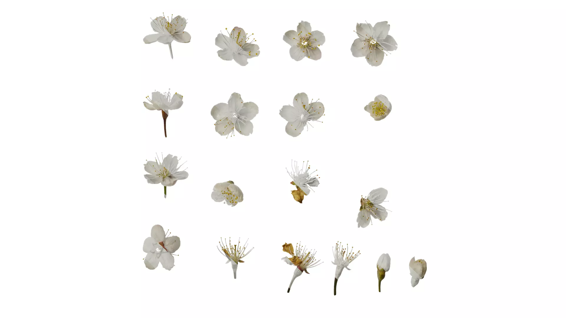 Anydrafts Prunus pseudocerasus Flower 03 Texture_0