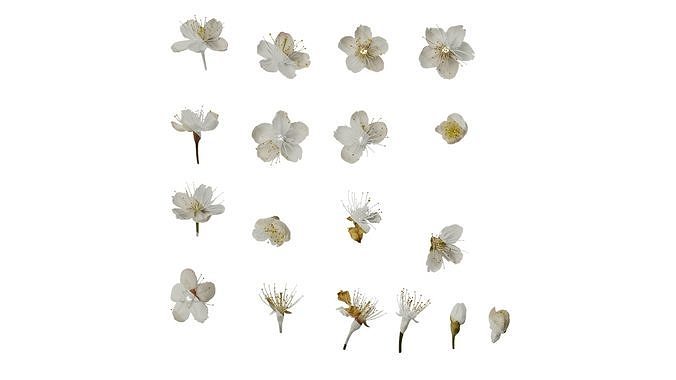 Anydrafts Prunus pseudocerasus Flower 03 Texture