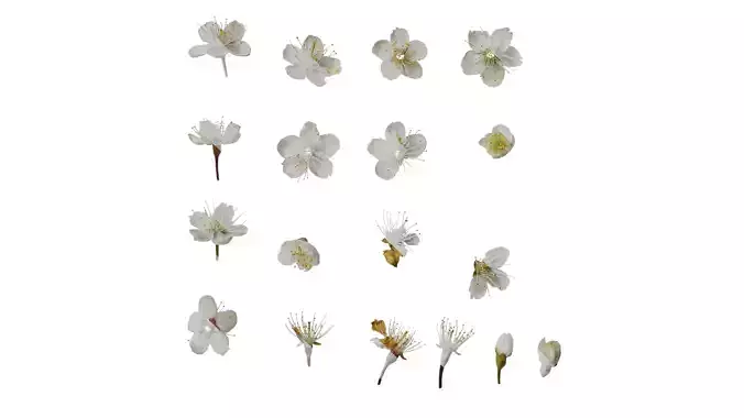 Anydrafts Prunus pseudocerasus Flower 03