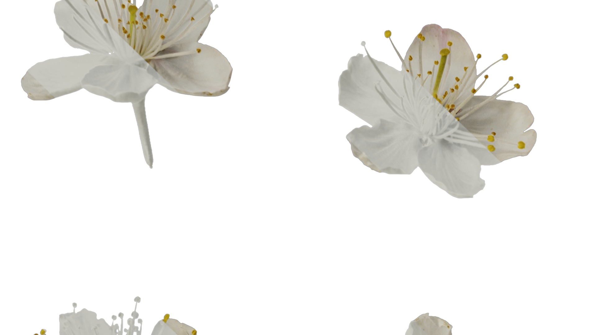 Anydrafts Prunus pseudocerasus Flower 03 Texture_1