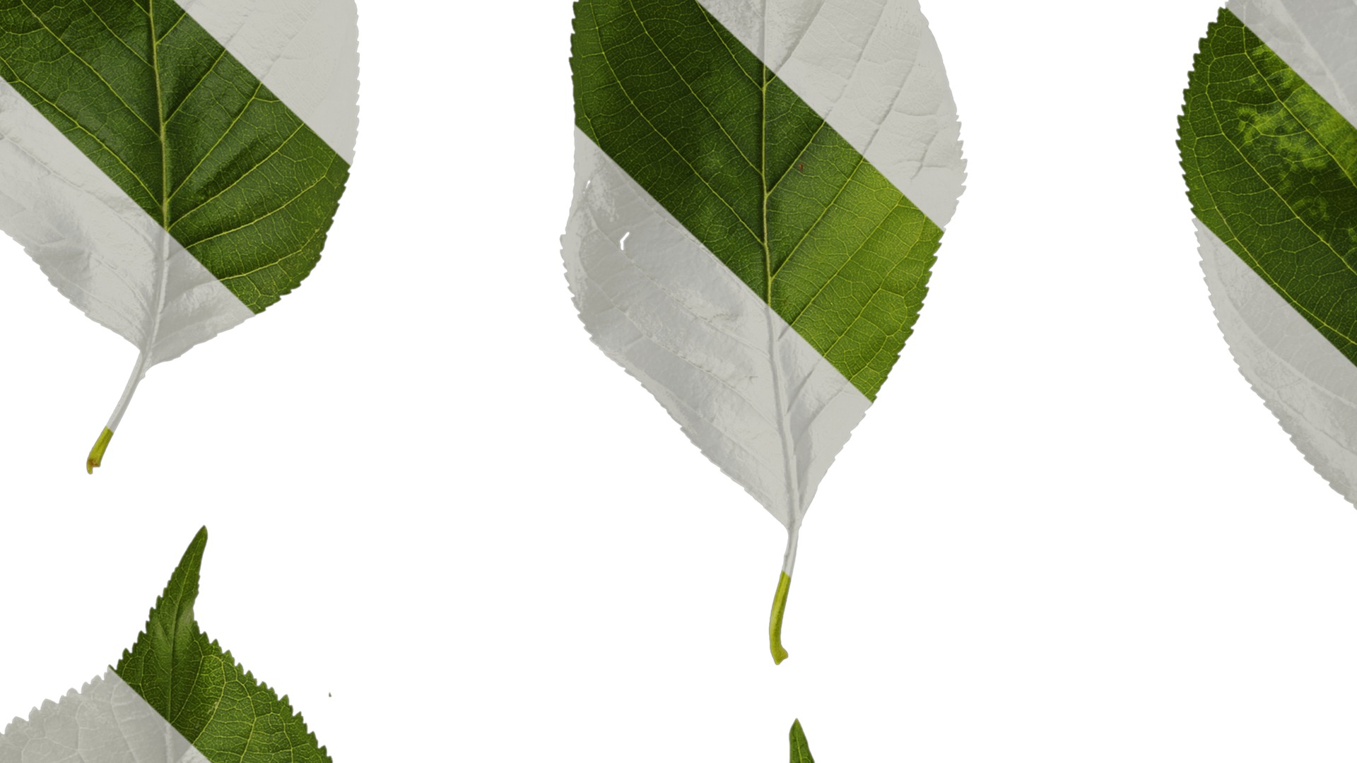 Anydrafts Prunus pseudocerasus Leaf 01 Texture_7