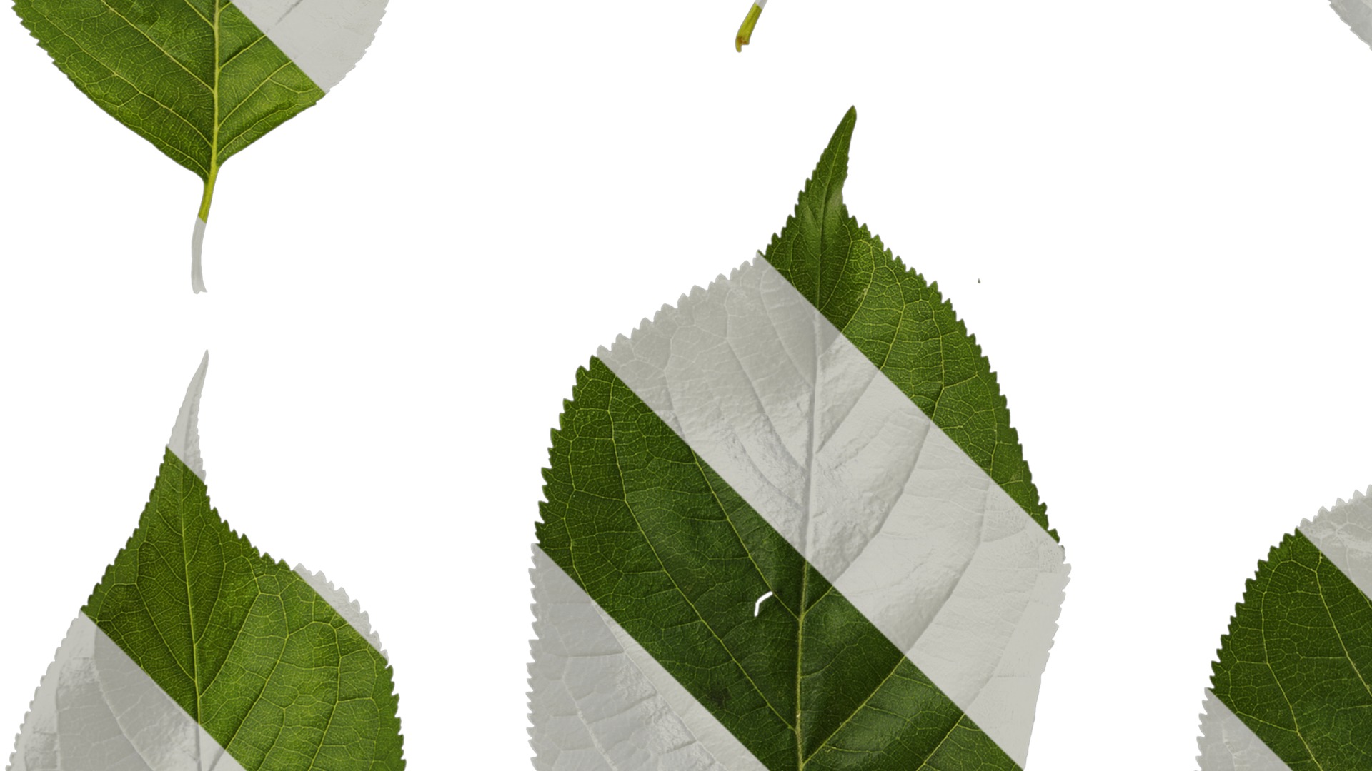 Anydrafts Prunus pseudocerasus Leaf 01 Texture_5