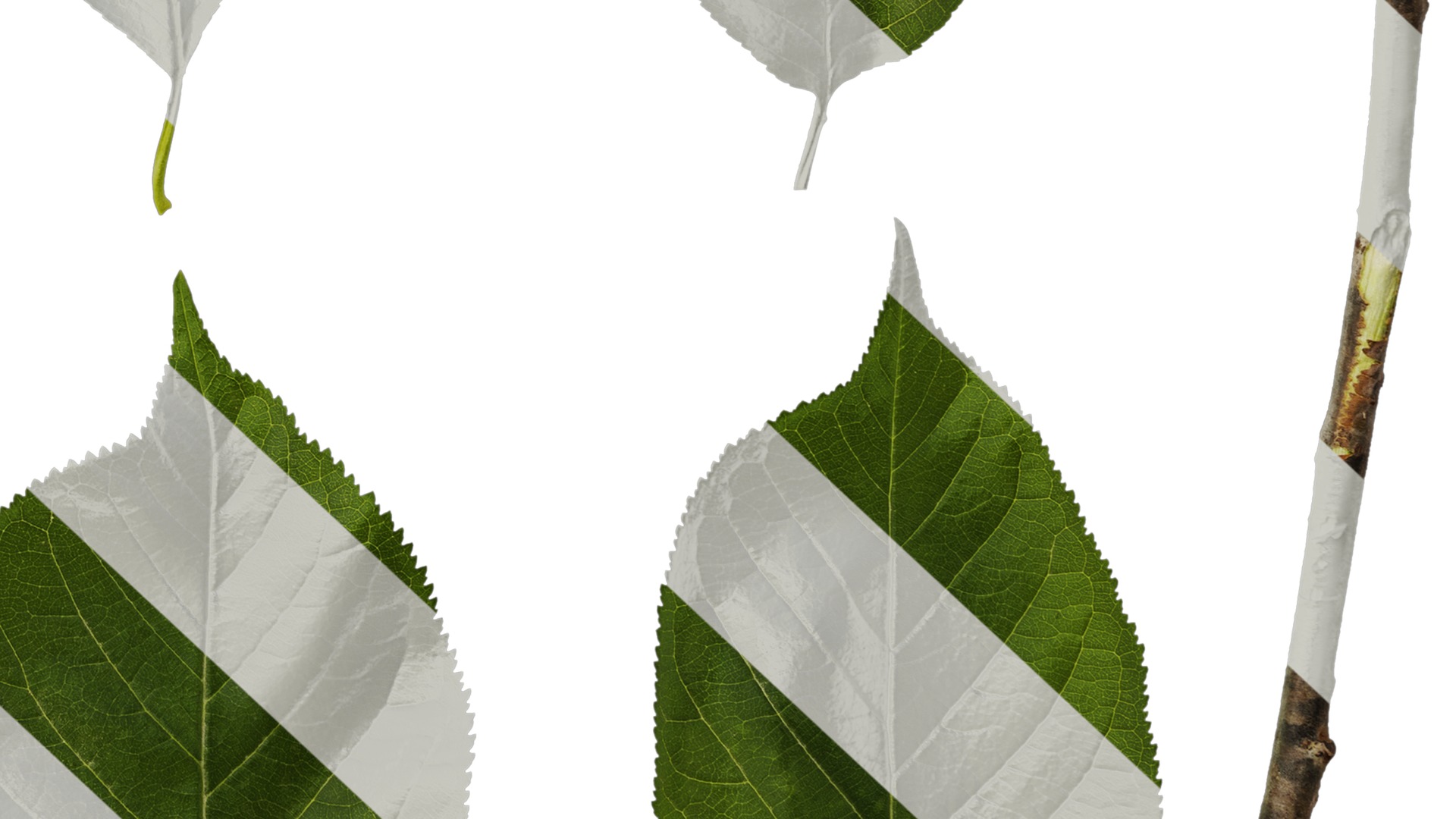 Anydrafts Prunus pseudocerasus Leaf 01 Texture_6