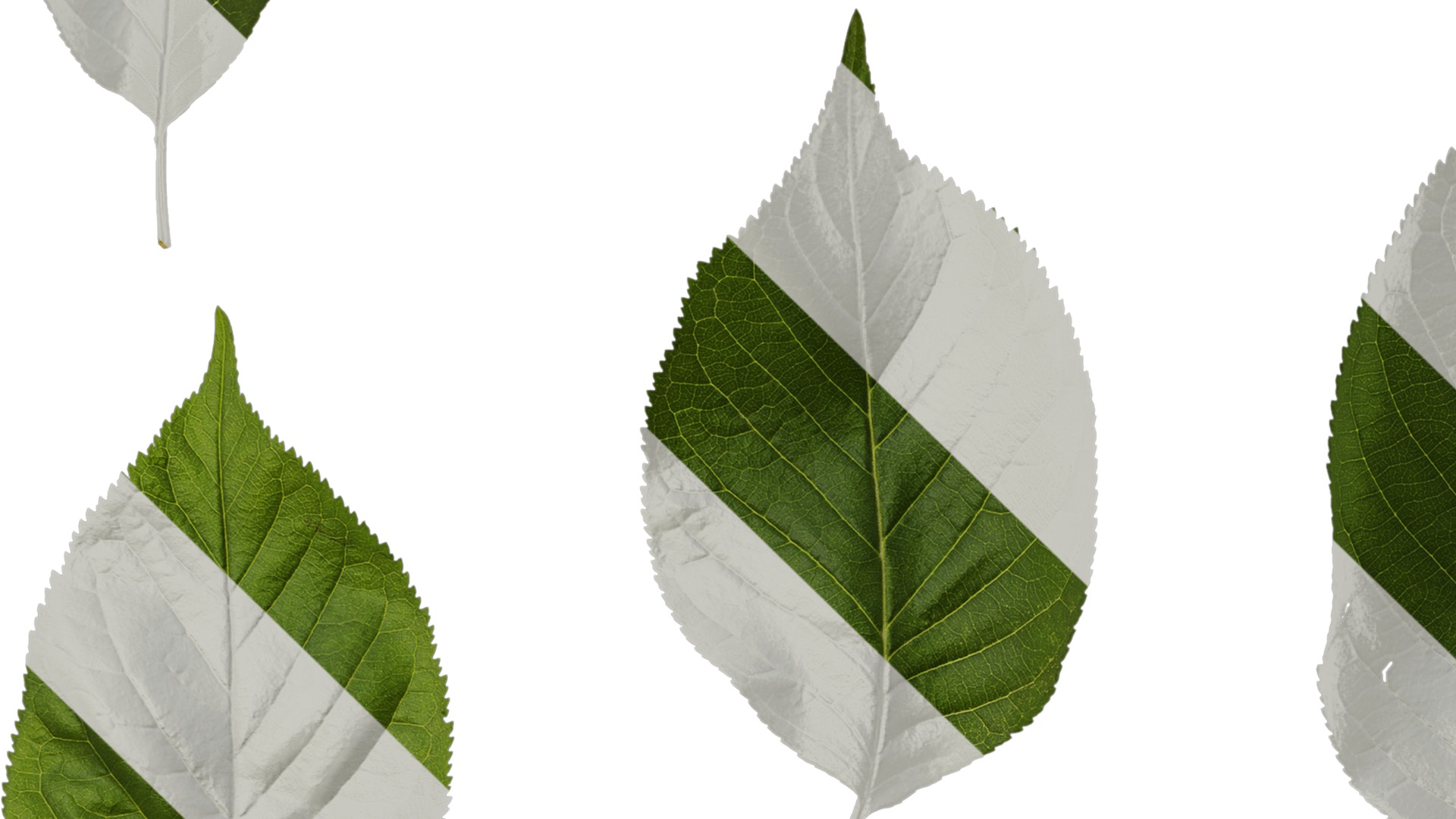 Anydrafts Prunus pseudocerasus Leaf 01 Texture_3