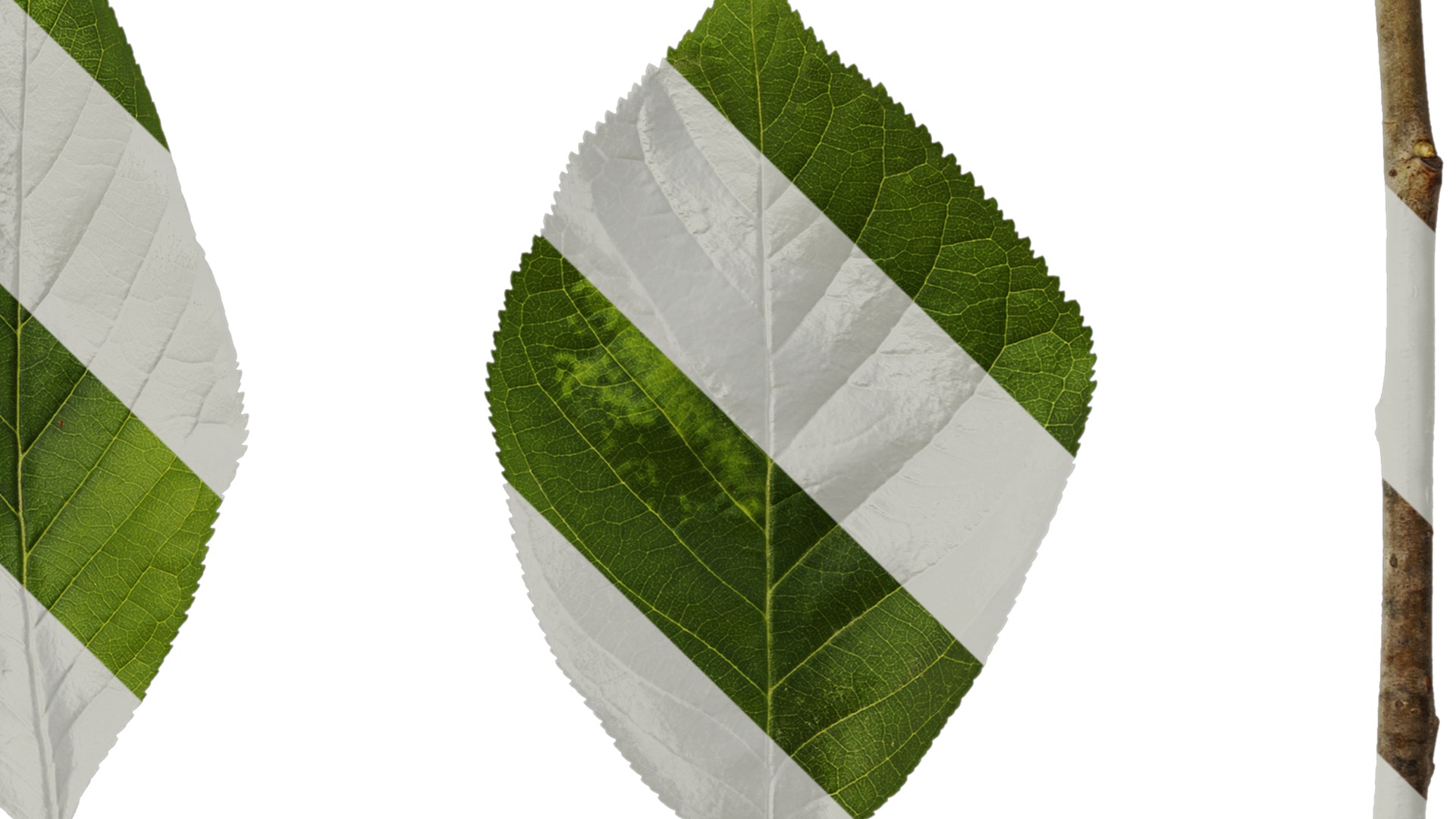 Anydrafts Prunus pseudocerasus Leaf 01 Texture_4