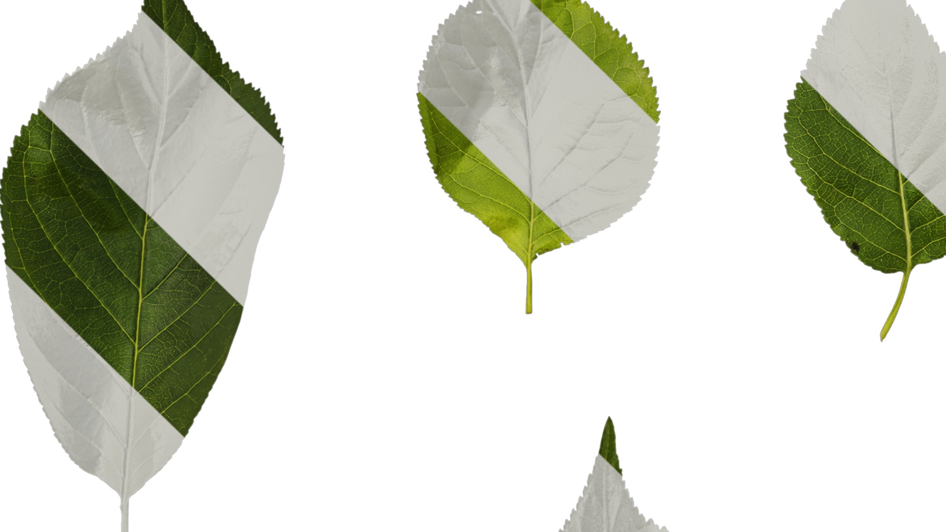 Anydrafts Prunus pseudocerasus Leaf 01 Texture_1