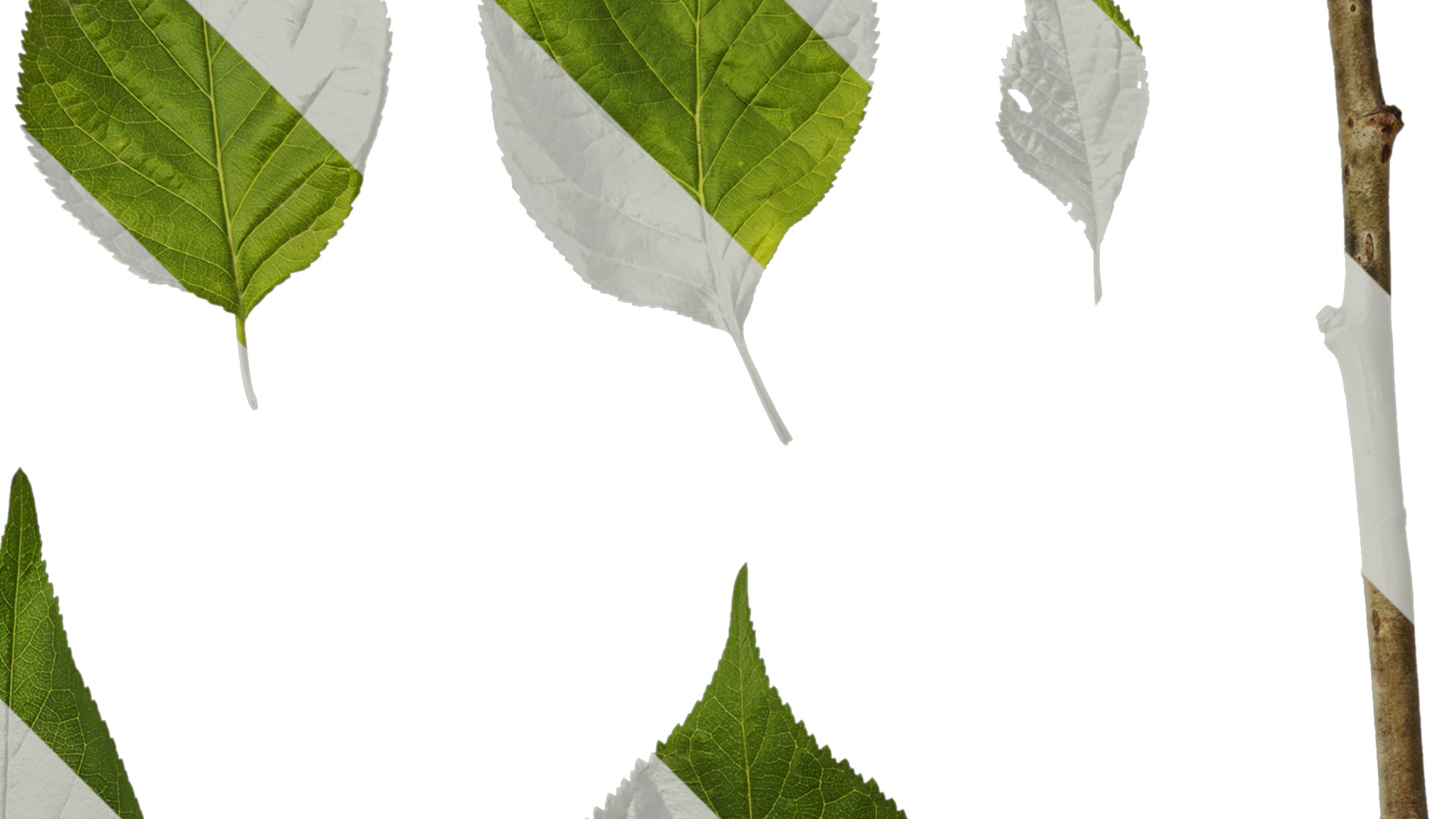 Anydrafts Prunus pseudocerasus Leaf 01 Texture_2