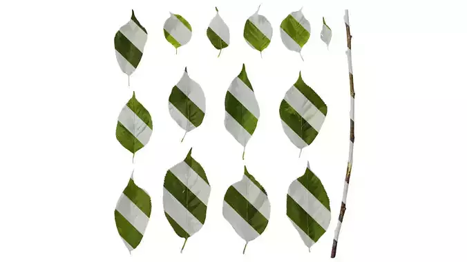 Anydrafts Prunus pseudocerasus Leaf 01