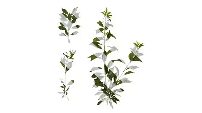 Anydrafts Prunus salicina Atlas 07