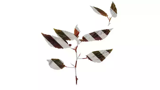 Anydrafts Begonia benigo Atlas 01