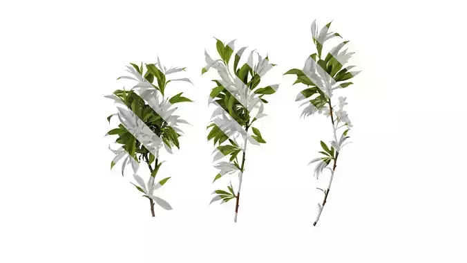 Anydrafts Prunus salicina Atlas 08