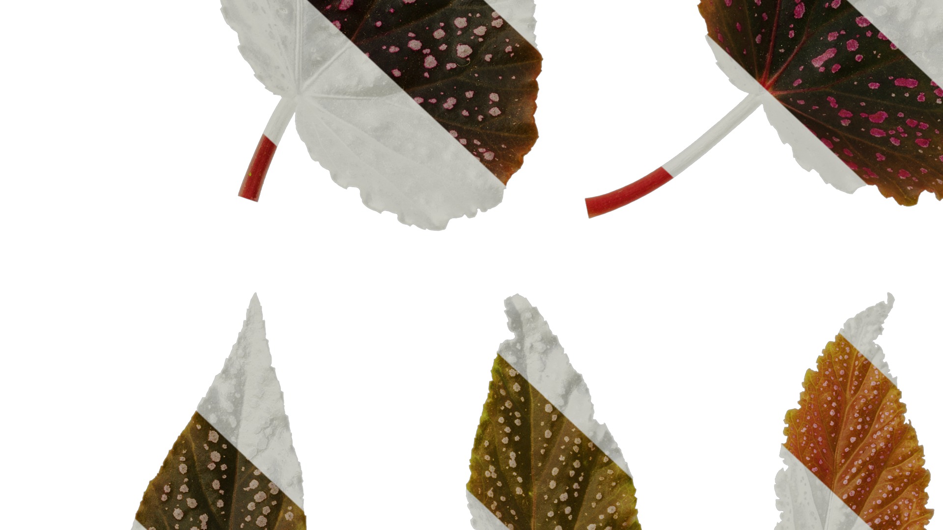 Anydrafts Begonia benigo Leaf 01 F Texture_7