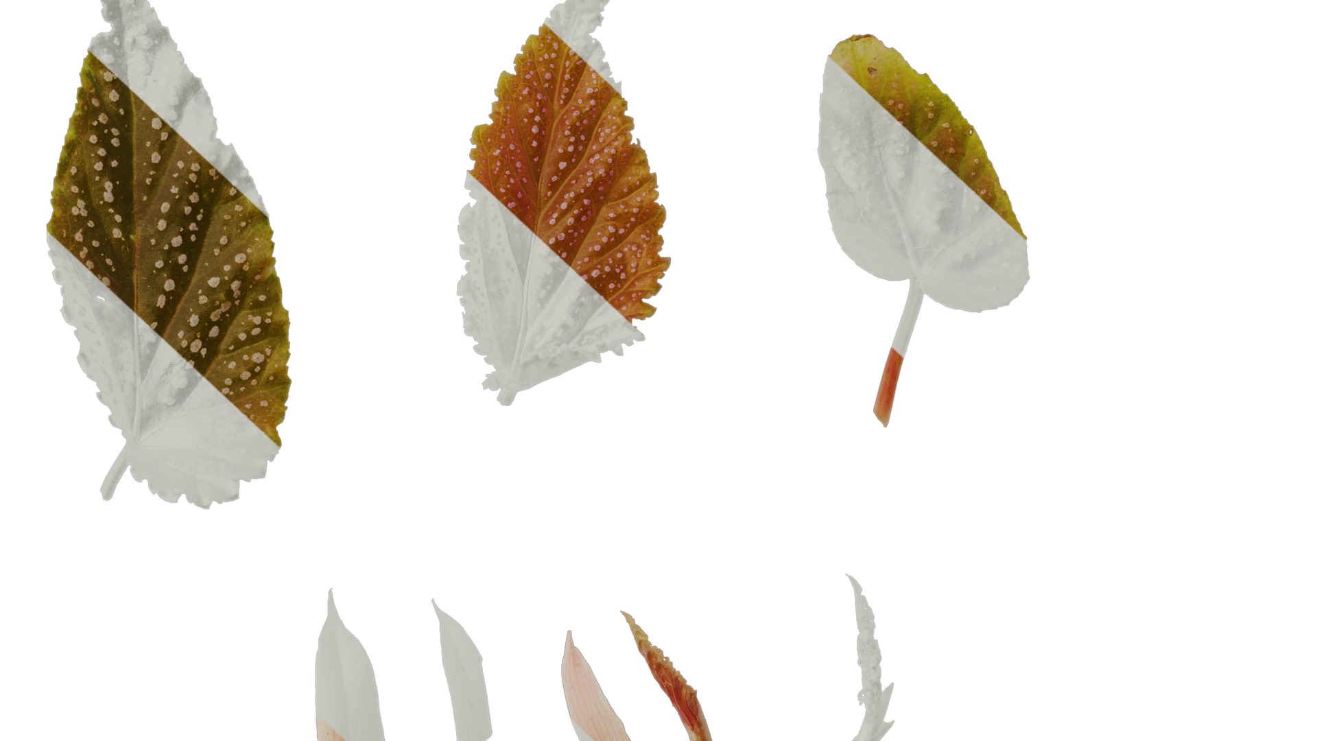 Anydrafts Begonia benigo Leaf 01 F Texture_6