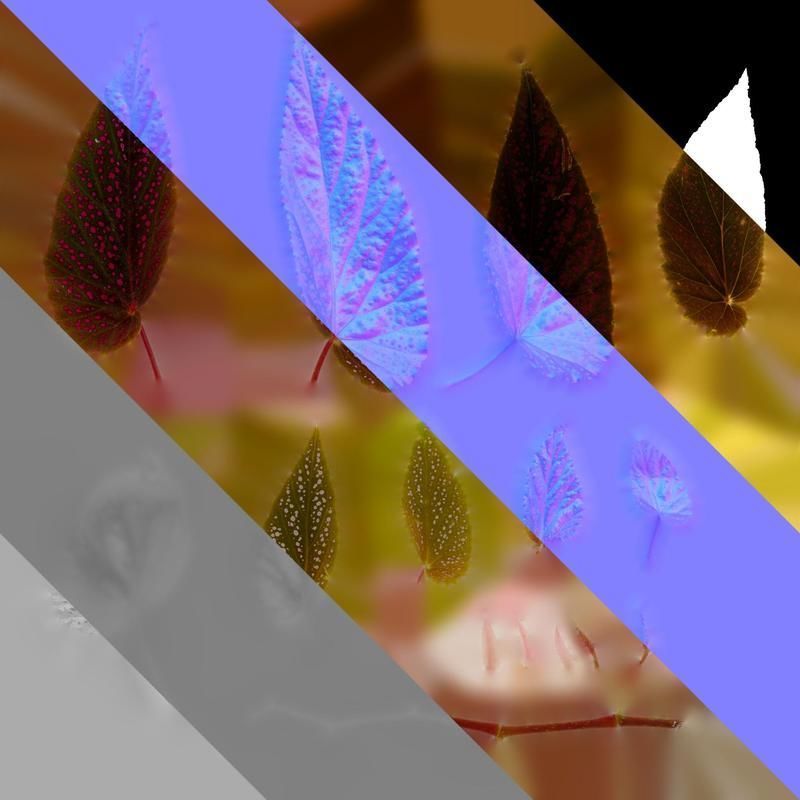 Anydrafts Begonia benigo Leaf 01 F Texture_8