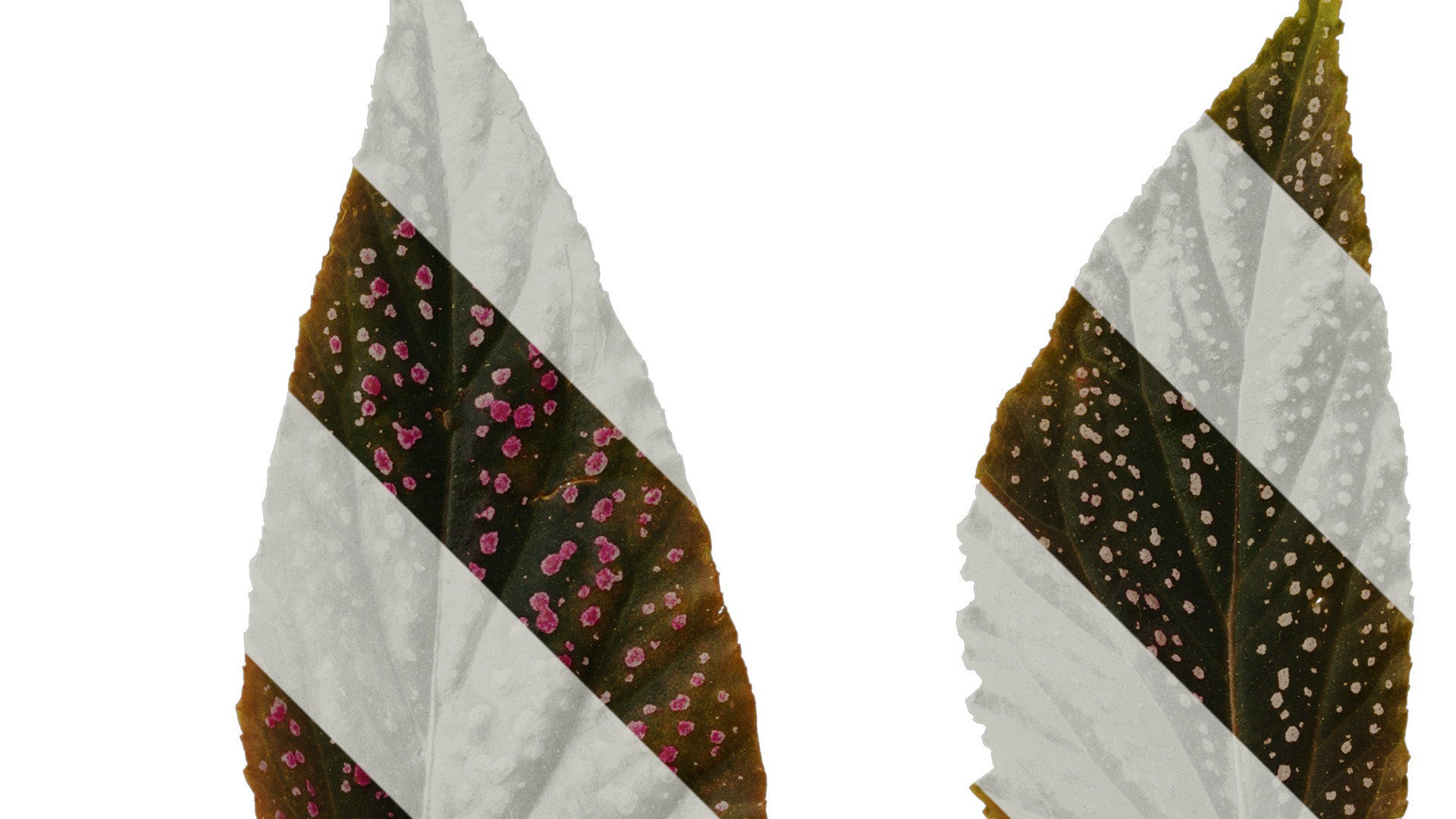 Anydrafts Begonia benigo Leaf 01 F Texture_2