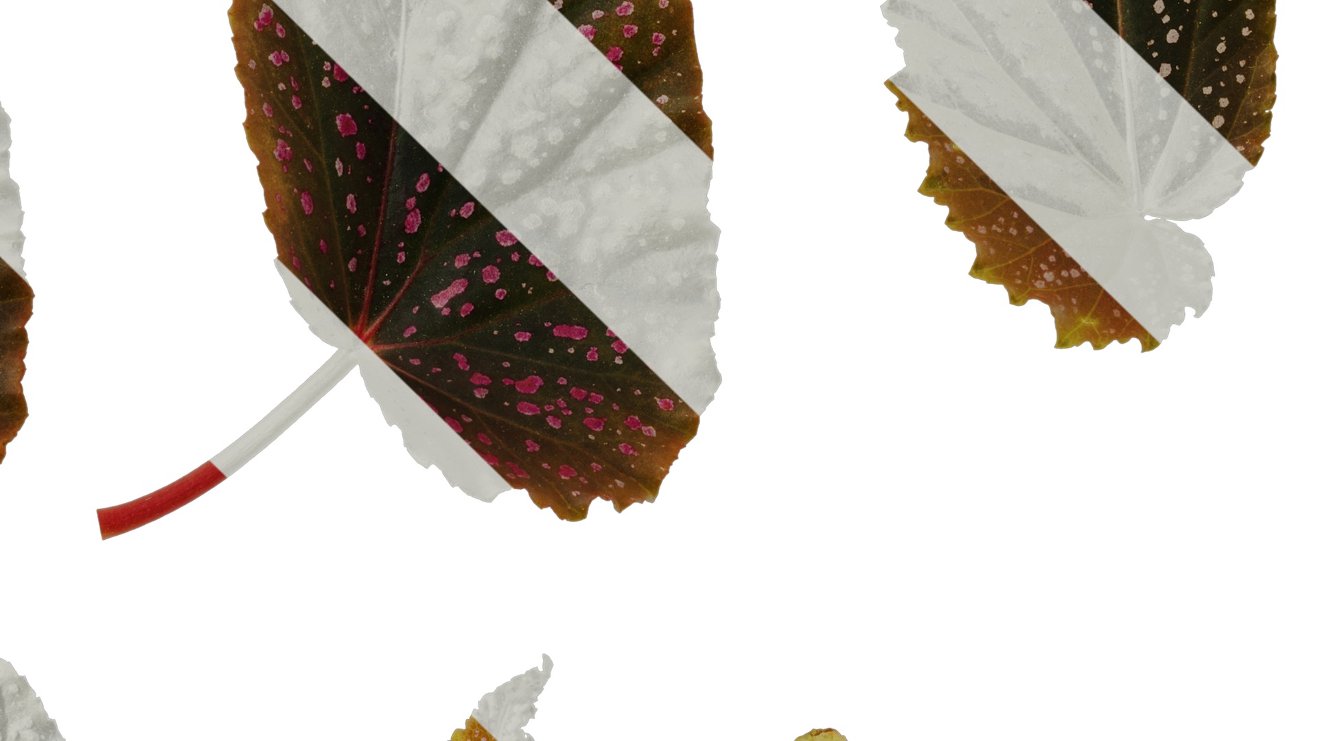 Anydrafts Begonia benigo Leaf 01 F Texture_4