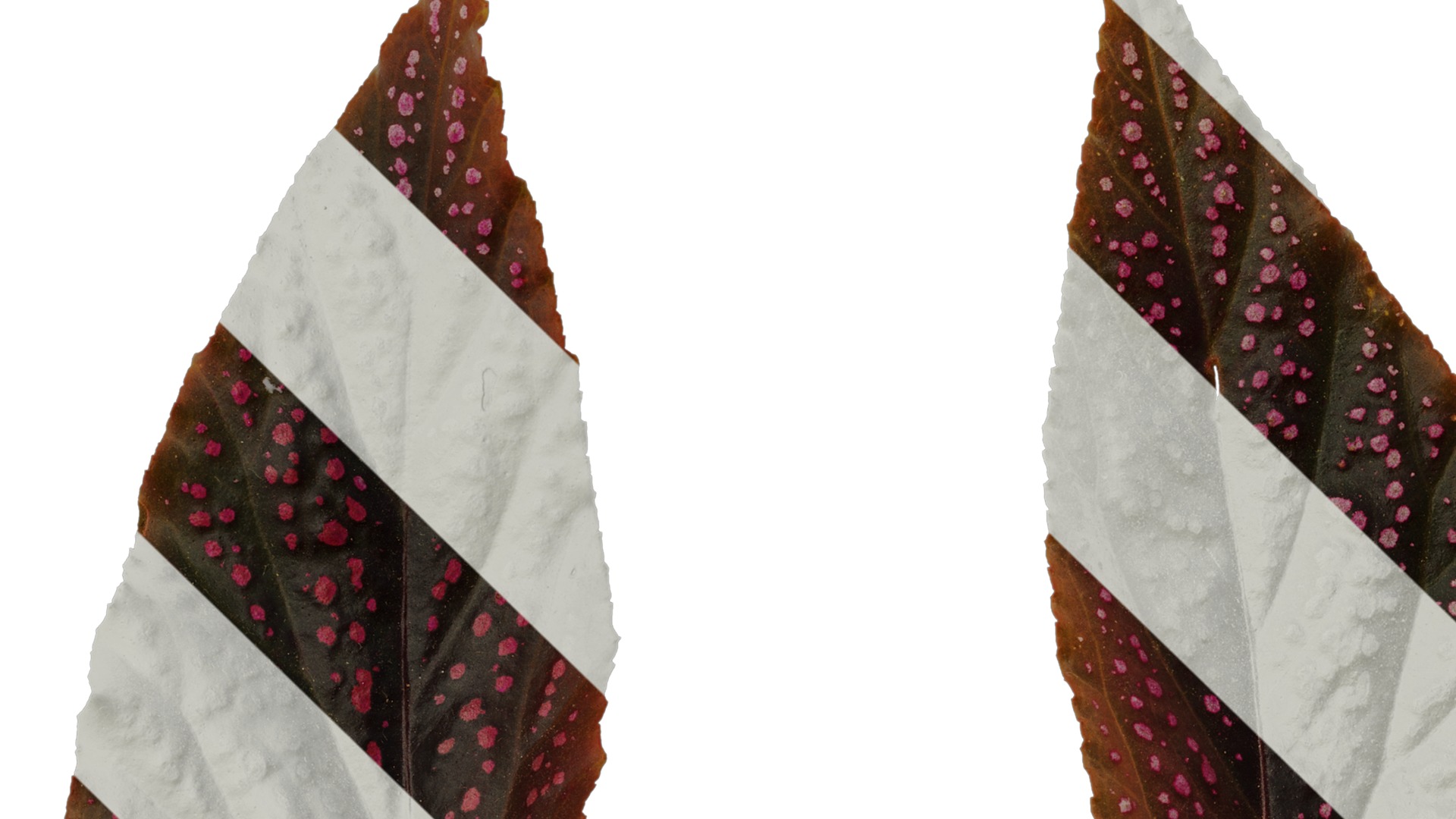 Anydrafts Begonia benigo Leaf 01 F Texture_1