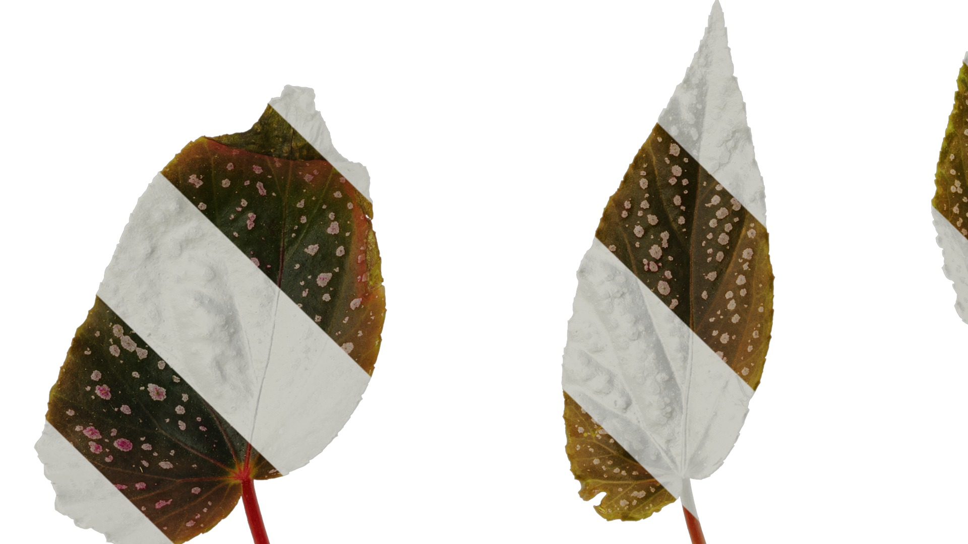 Anydrafts Begonia benigo Leaf 01 F Texture_5