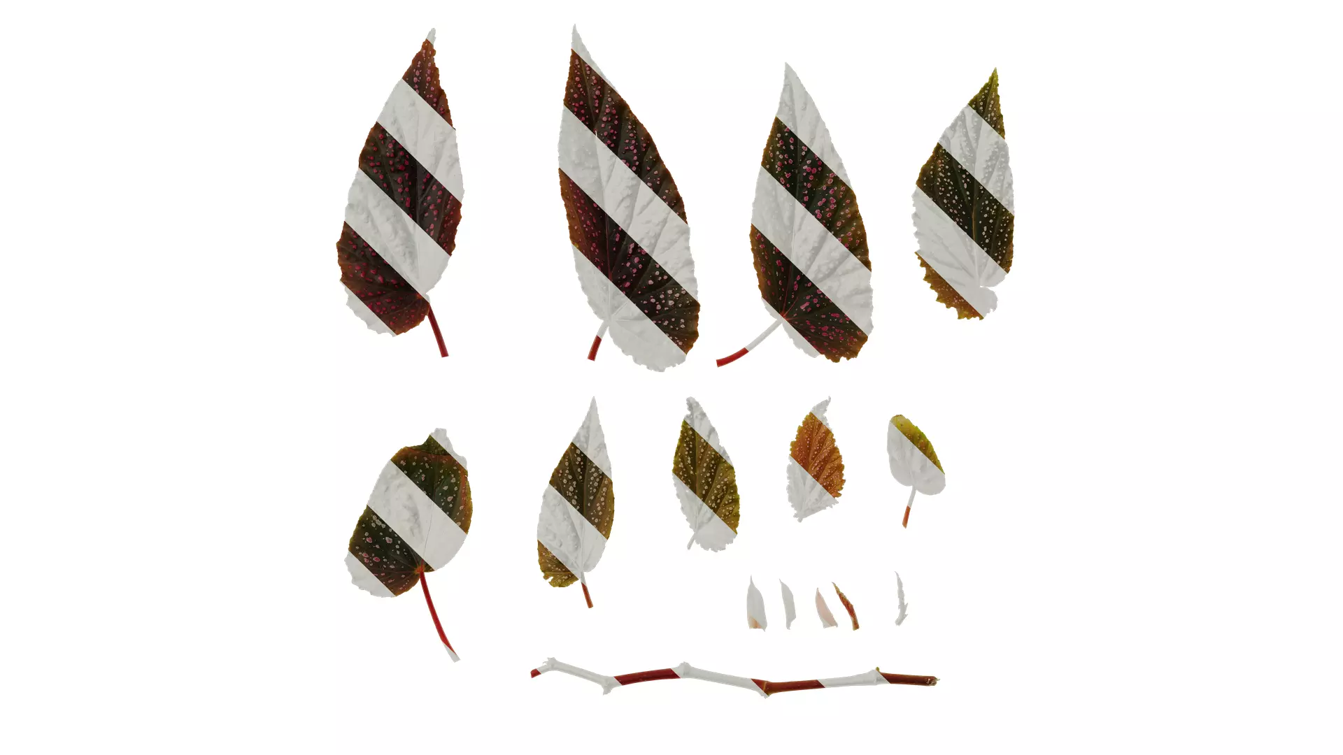 Anydrafts Begonia benigo Leaf 01 F Texture_0