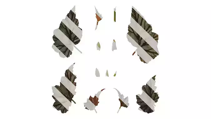 Anydrafts Begonia highway Leaf 01 F