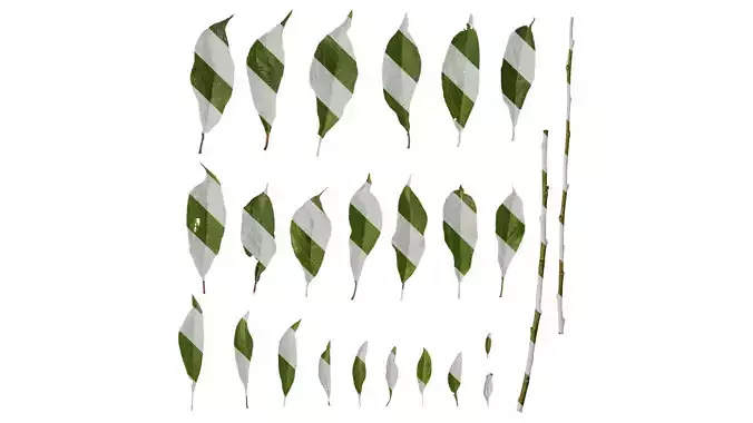 Anydrafts Prunus salicina Leaf 01