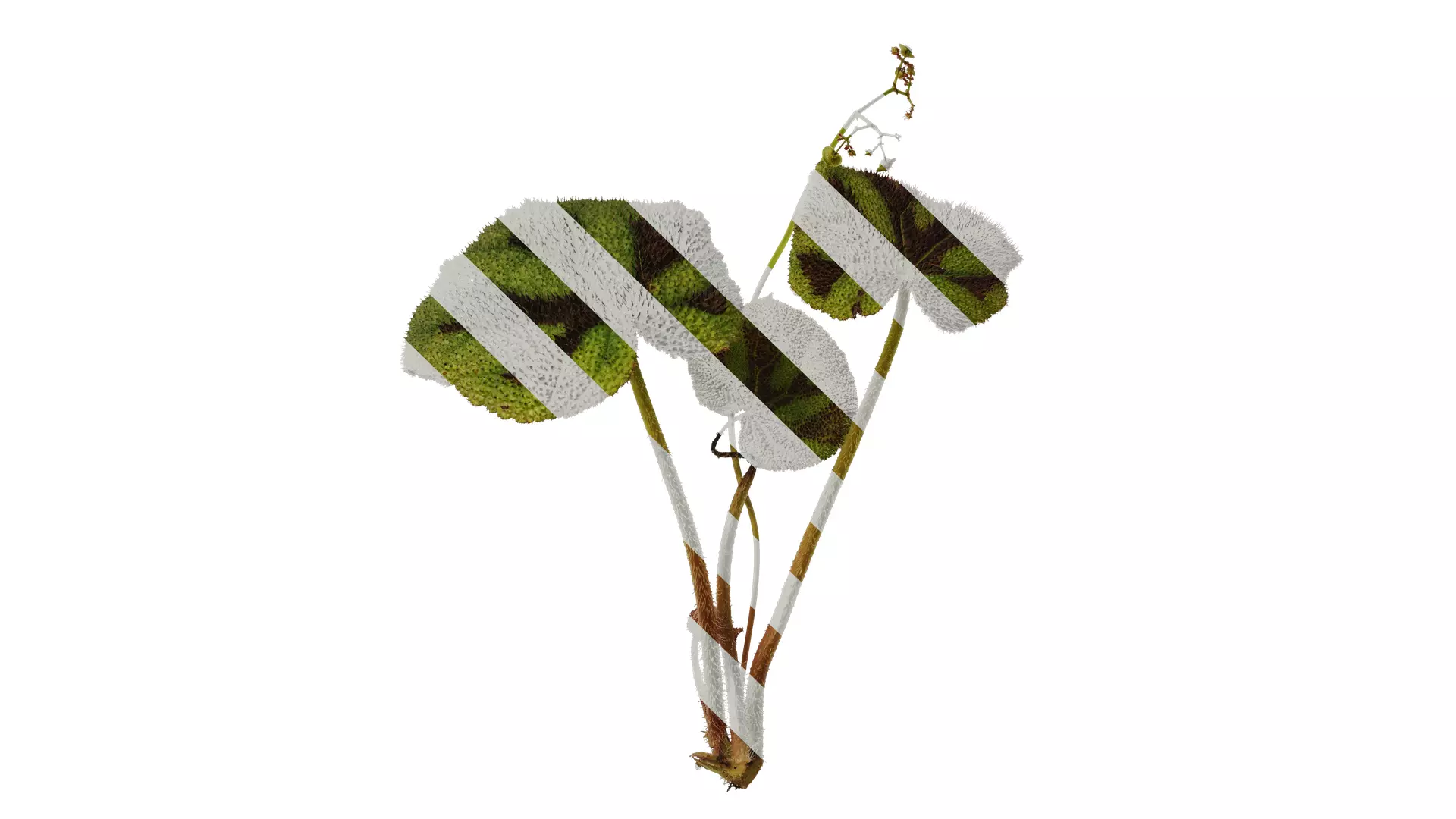 Anydrafts Begonia masoniana Atlas 01 Texture_0