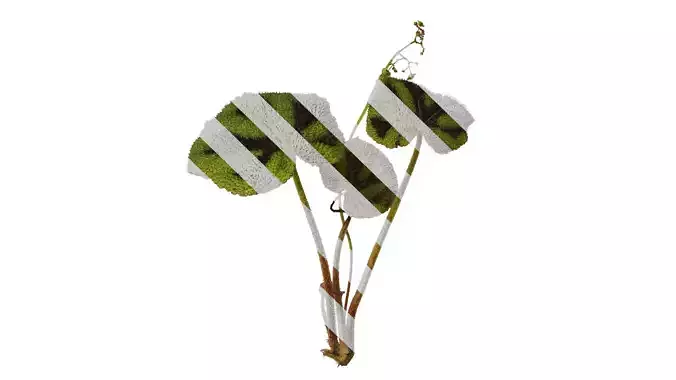 Anydrafts Begonia masoniana Atlas 01