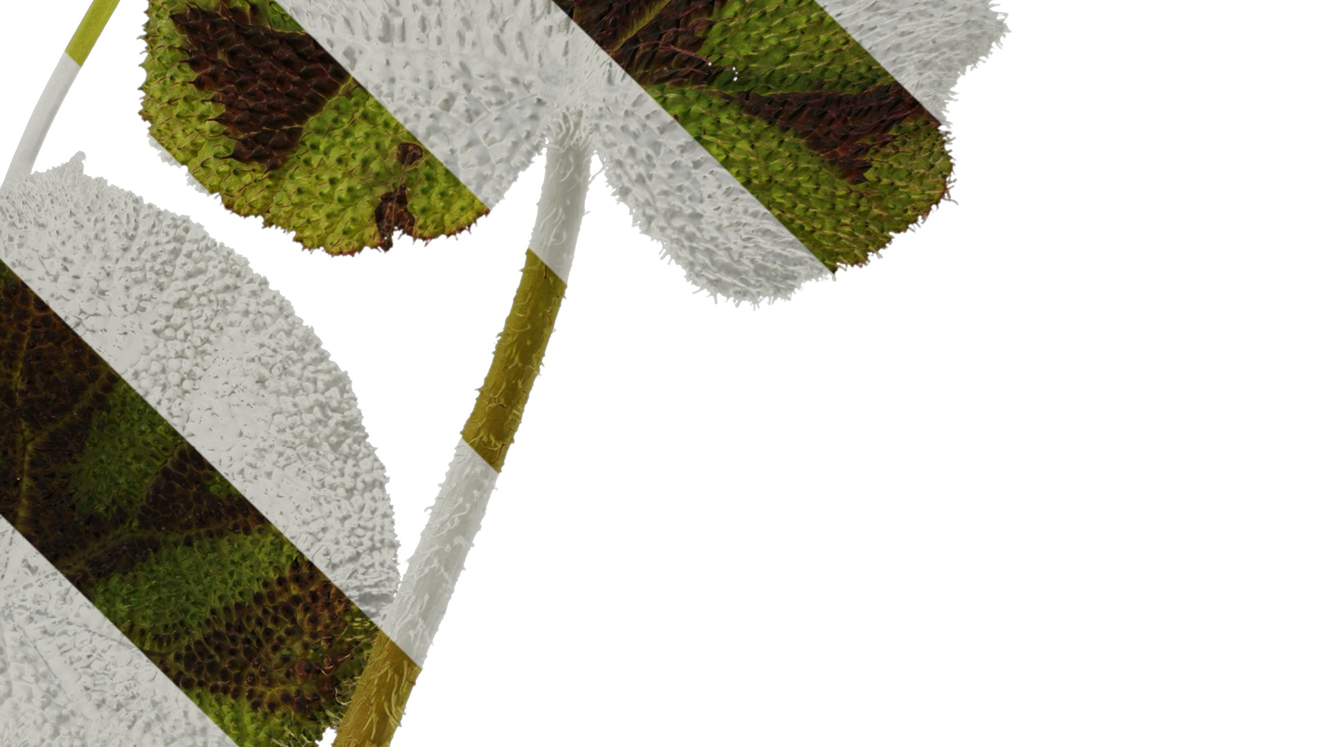 Anydrafts Begonia masoniana Atlas 01 Texture_4