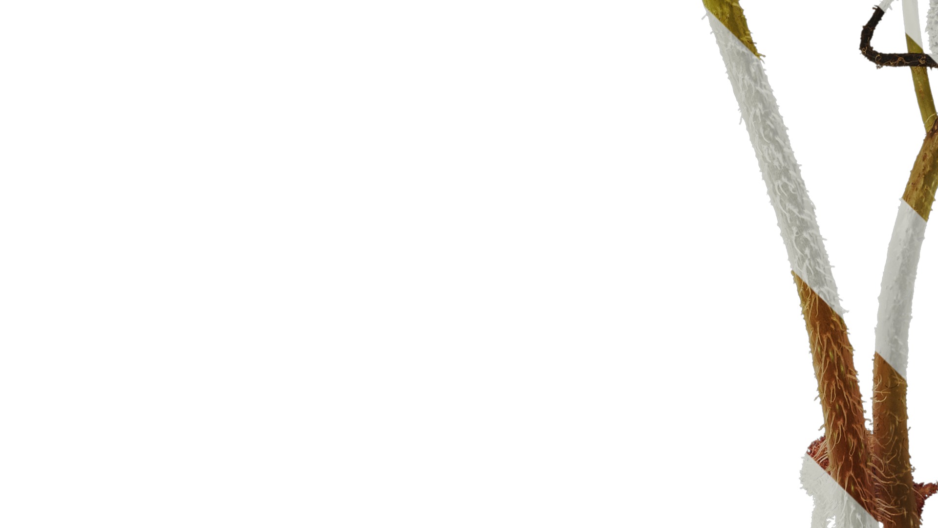 Anydrafts Begonia masoniana Atlas 01 Texture_5