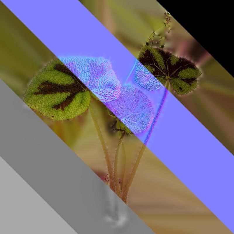 Anydrafts Begonia masoniana Atlas 01 Texture_8