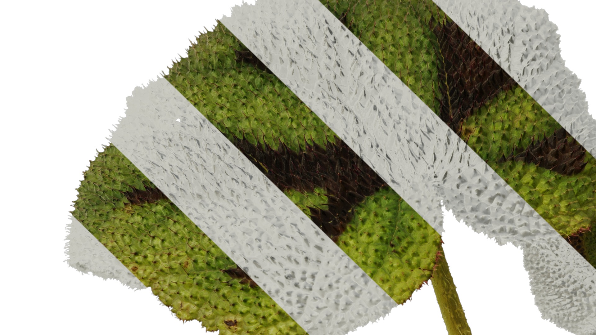 Anydrafts Begonia masoniana Atlas 01 Texture_3