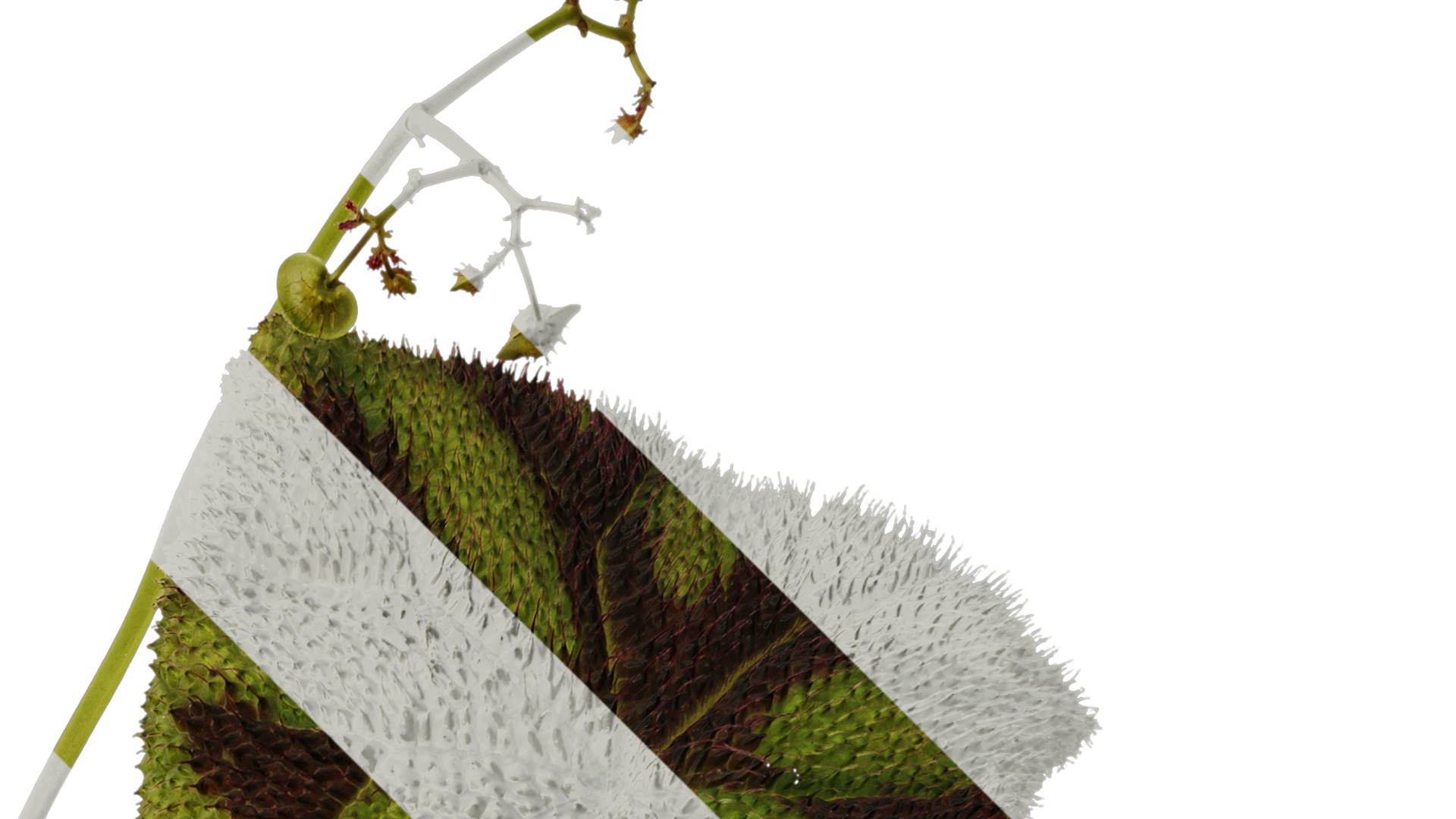 Anydrafts Begonia masoniana Atlas 01 Texture_2