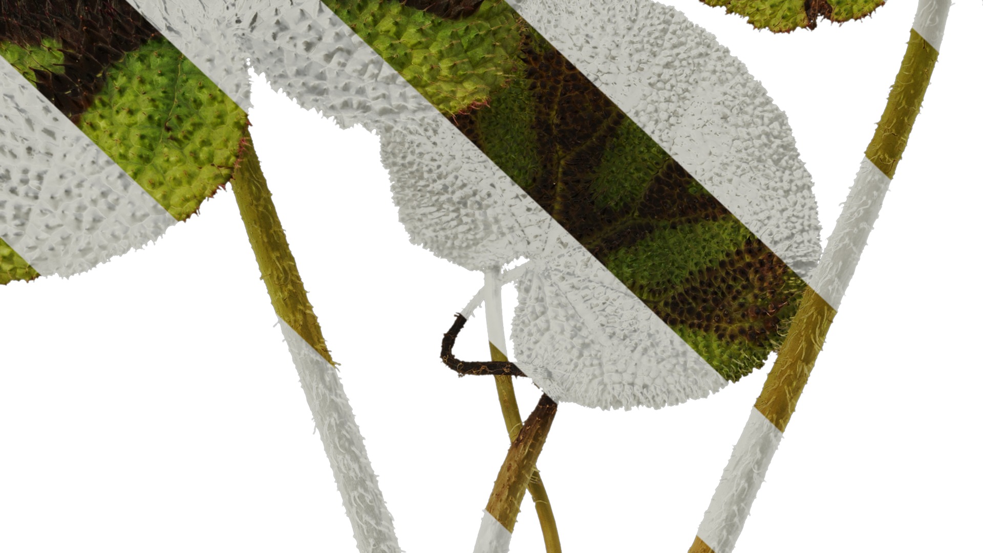 Anydrafts Begonia masoniana Atlas 01 Texture_7