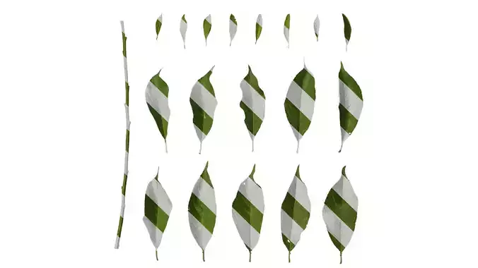 Anydrafts Prunus salicina Leaf 04