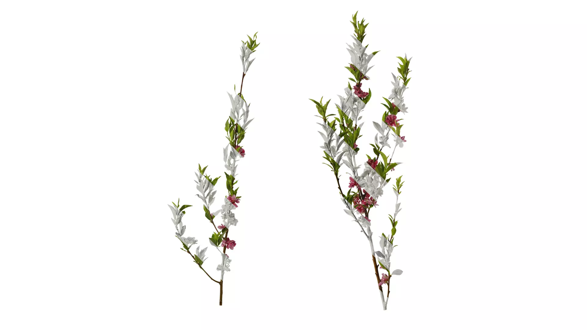 Anydrafts Prunus x yedoensis Atlas 19 Texture_0