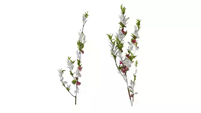 Anydrafts Prunus x yedoensis Atlas 19