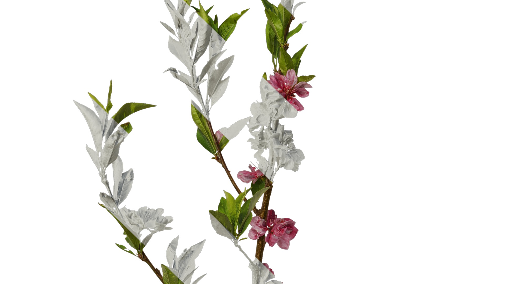 Anydrafts Prunus x yedoensis Atlas 19 Texture_5