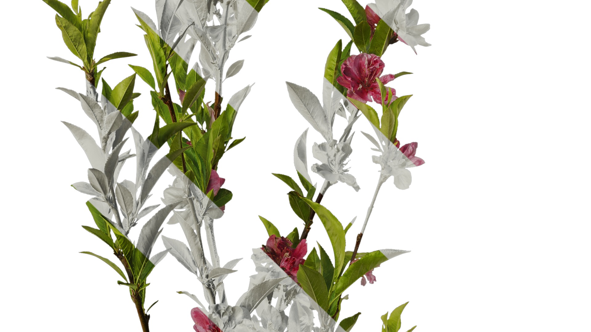 Anydrafts Prunus x yedoensis Atlas 19 Texture_4