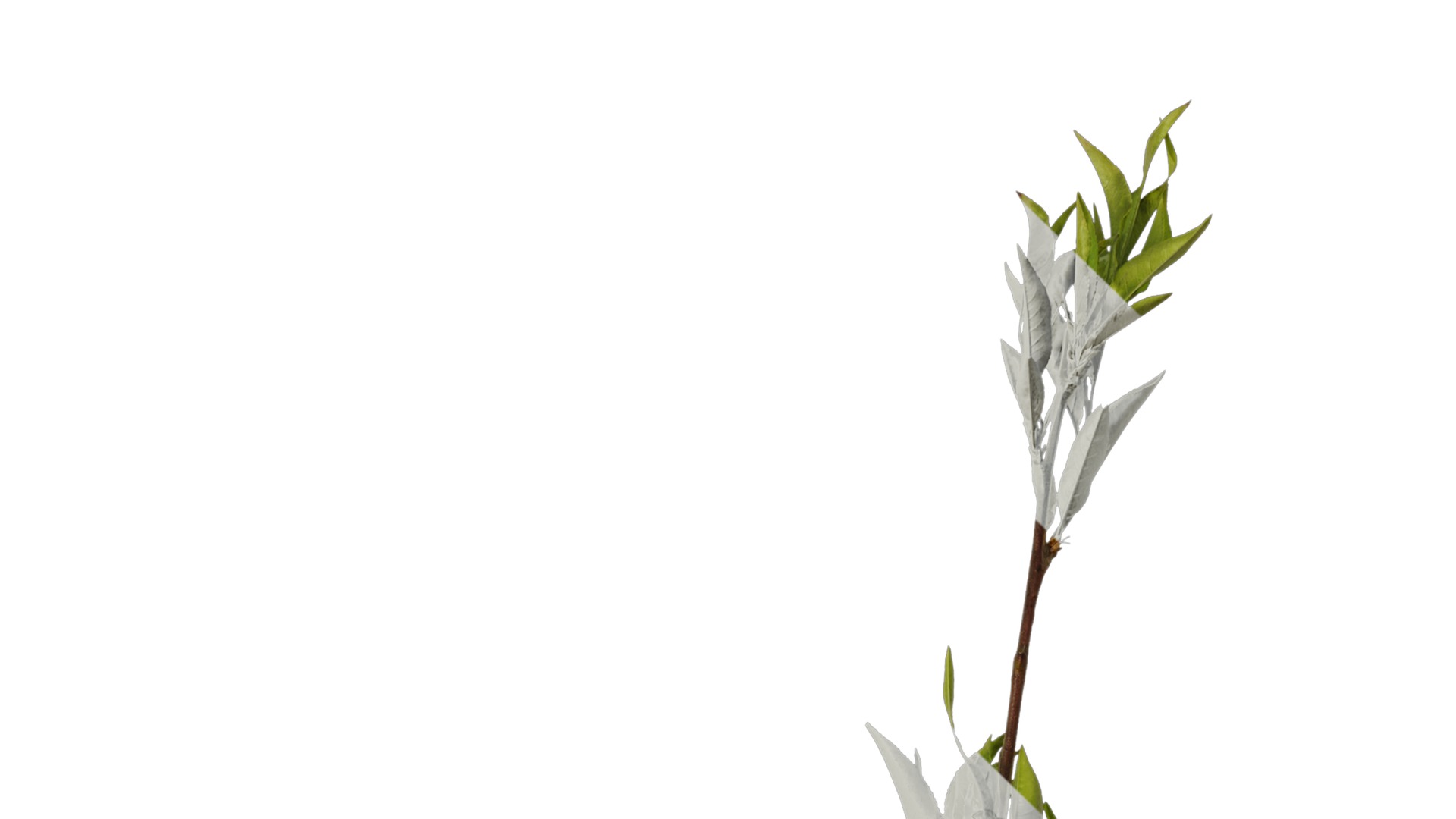 Anydrafts Prunus x yedoensis Atlas 19 Texture_1