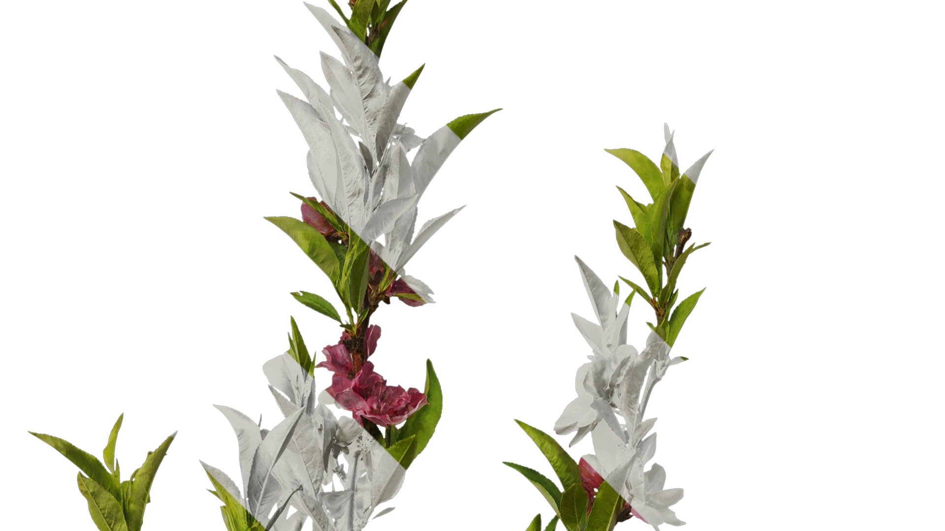 Anydrafts Prunus x yedoensis Atlas 19 Texture_2