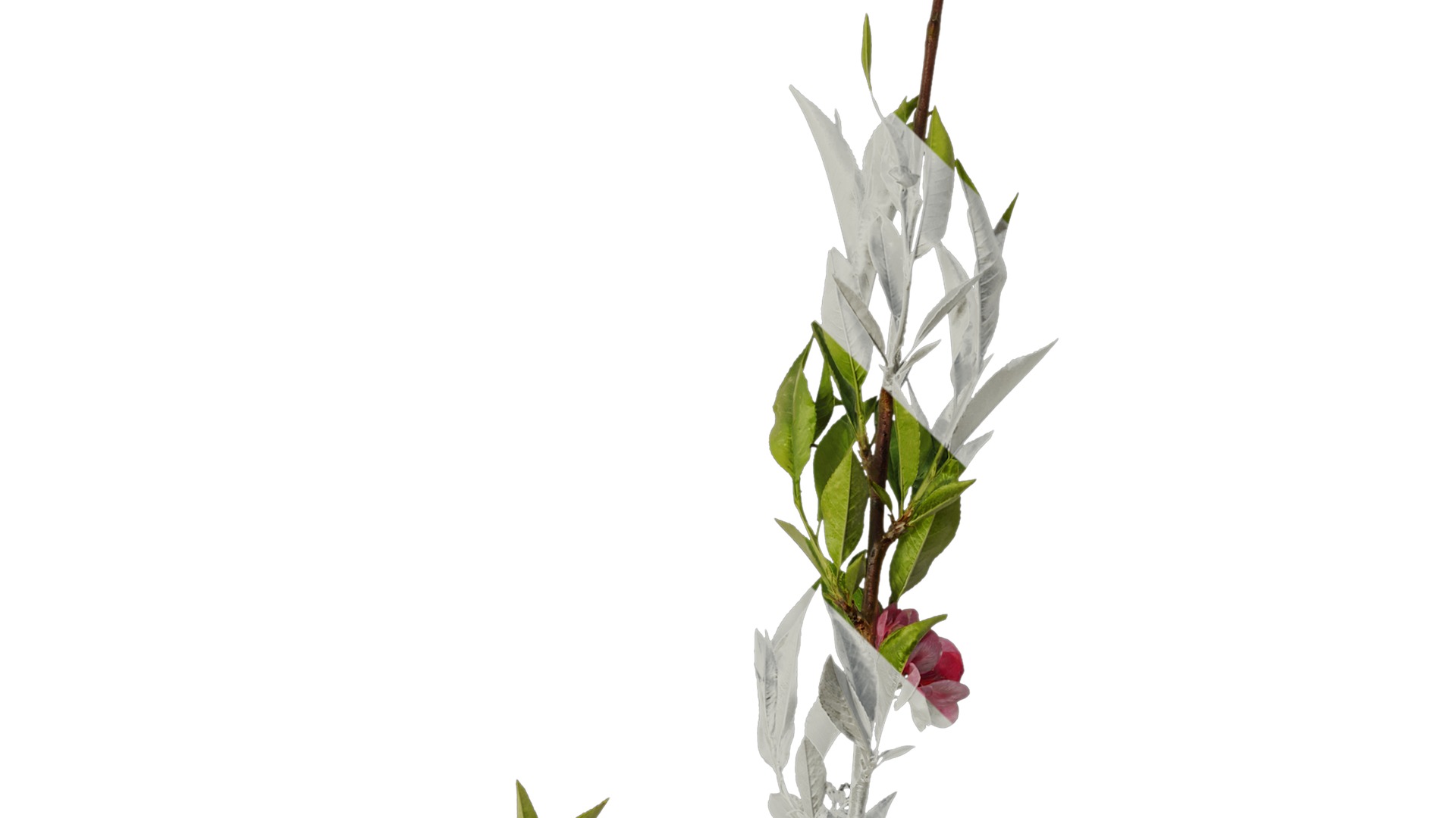 Anydrafts Prunus x yedoensis Atlas 19 Texture_3