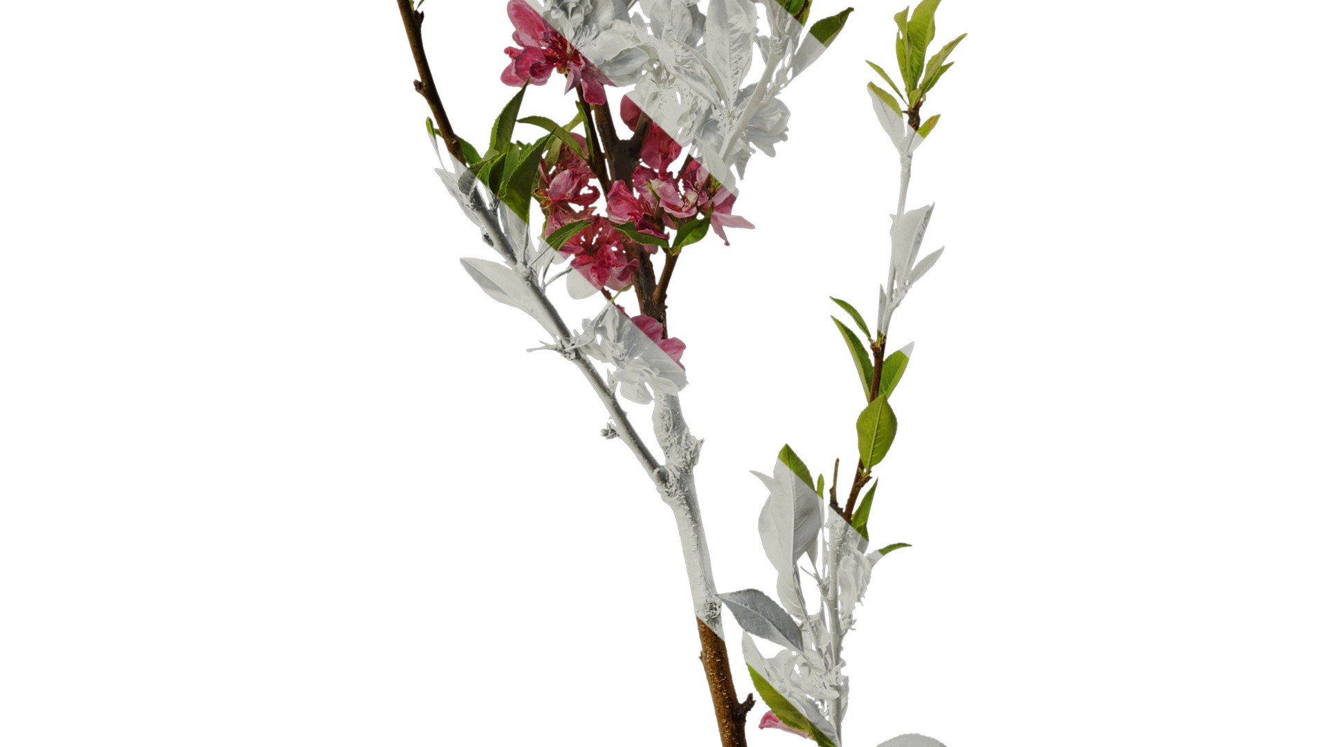 Anydrafts Prunus x yedoensis Atlas 19 Texture_6